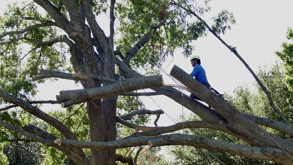 Professional Crown Thinning performed by certified arborists in Westons Mills