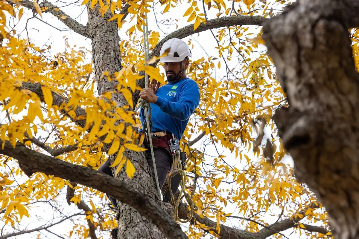 Skilled Tree Pruning crew working in Westons Mills