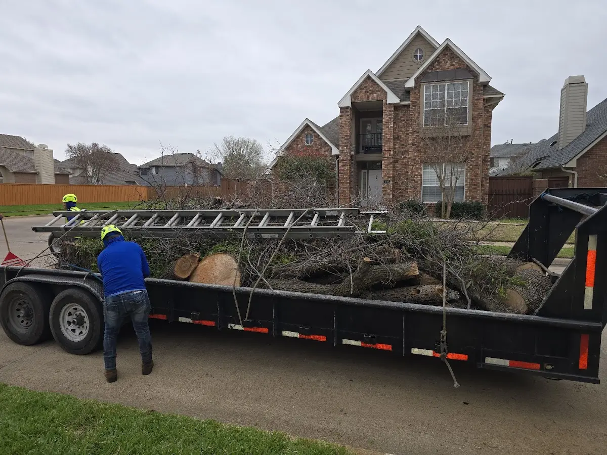 Expert Tree Pest Control with proper safety equipment in Westons Mills